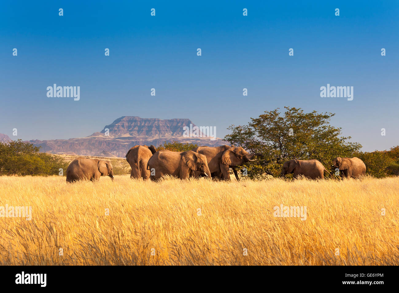 Herde von Elefanten in Sossusvlei, Namibia Stockfoto