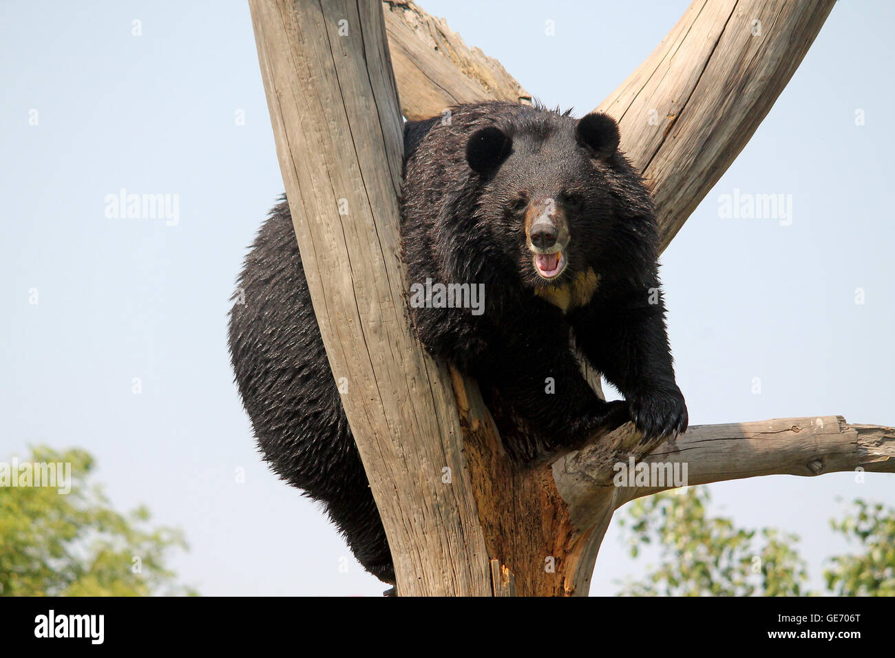 Asiatischer Schwarzbär oder der Himalayan Black Bear (Ursus thibetanus oder Selenarctos thibetanus) am National Zoological Park, New Delhi, Indien. Stockfoto