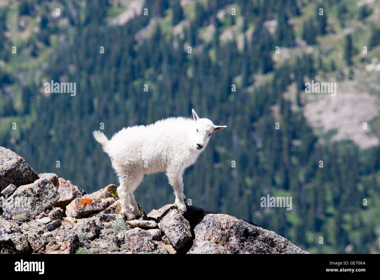 Baby Bergziege auf Mount Massive Colorado Stockfoto