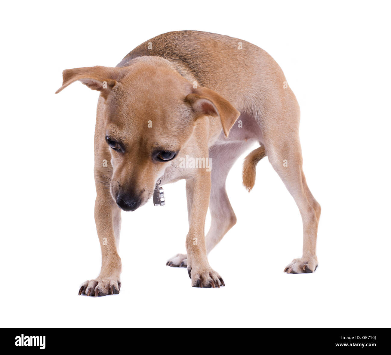 Niedlichen Hund mit den traurigen Augen Stockfoto