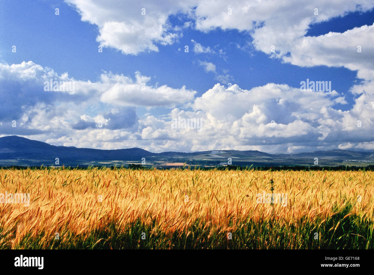 Reiche Ernte von Getreide. Stockfoto