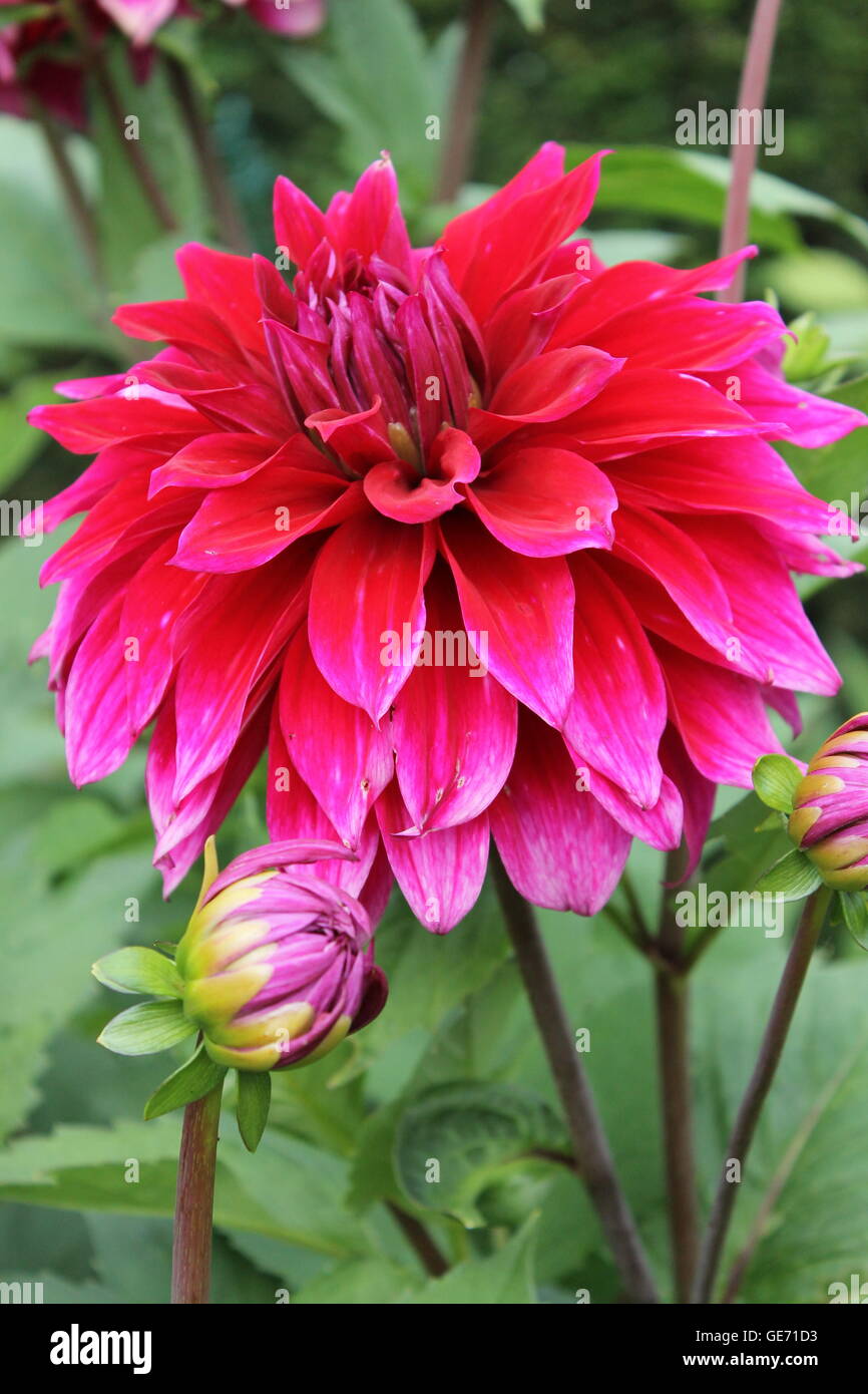Dahlie, mehrjährige Pflanze, Asteraceae Pflanze, Burrows Gardens, Gartenarbeit, Blumen, Sommer, Lampen Stockfoto