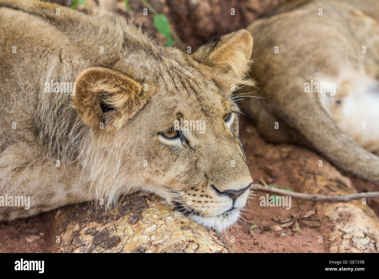 Löwin im Safari in Afrika Stockfoto