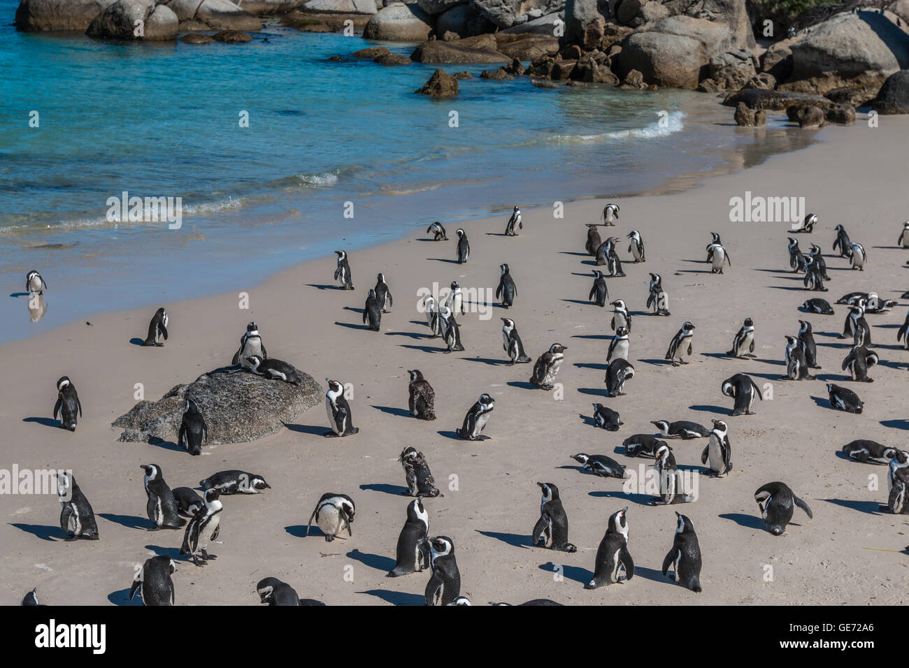 Pinguine in Strand Südafrika Stockfoto