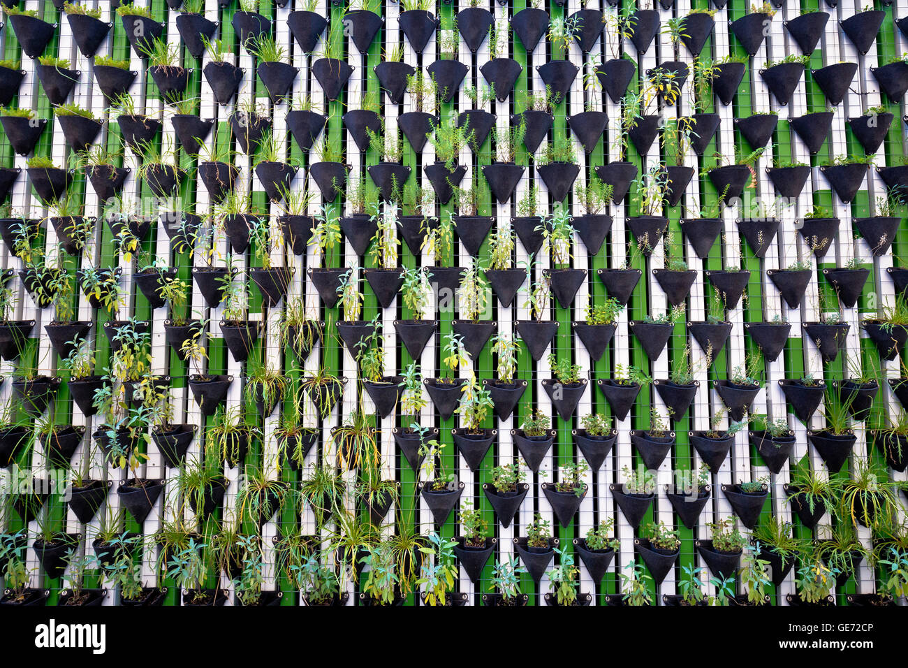 Grüne Wand von Pflanzen in Ljubljana, grüne Hauptstadt Europas 2016, Slowenien Stockfoto