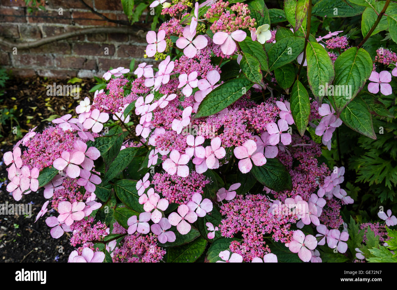 Lila Lacecap (Hydrangea Macrophylla) in einem Garten. Stockfoto