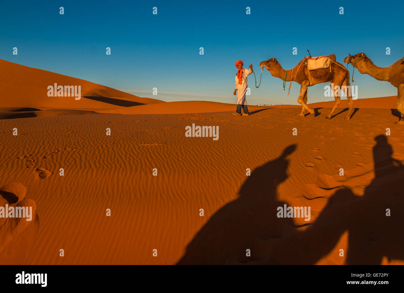 Kamele der Wüste Sahara Stockfoto