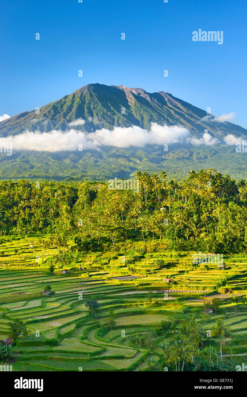 Gunung Agung Vulkan und Reis Terrassenlandschaft, Bali, Indonesien Stockfoto
