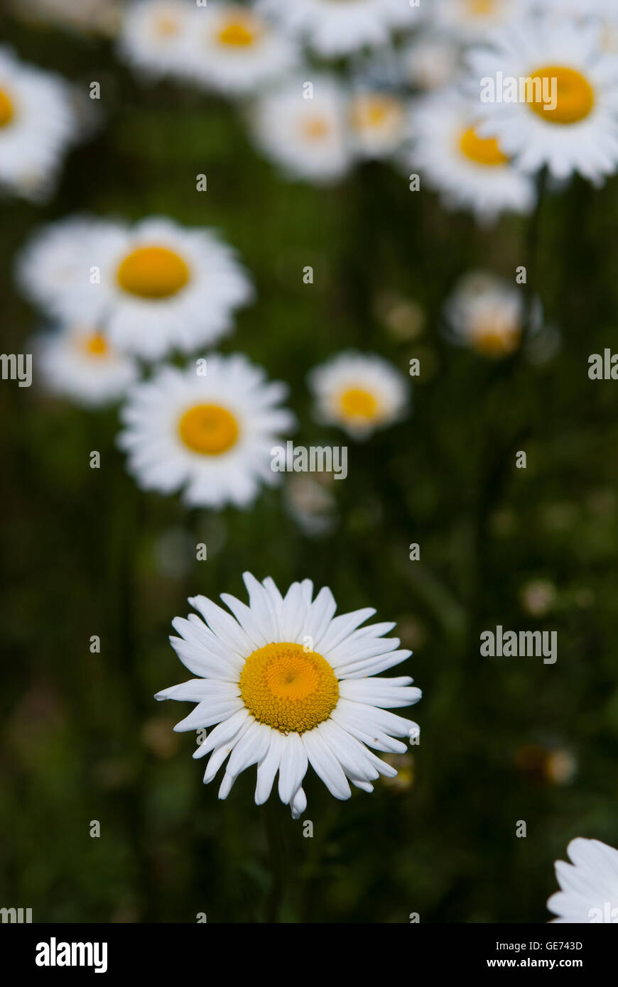 Ein Patch von Gänseblümchen Stockfoto