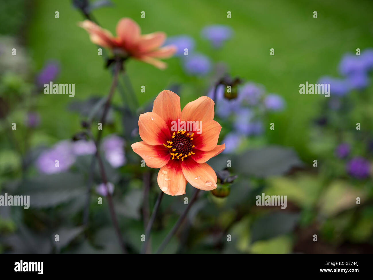 Orange Blüten mit Wassertropfen Stockfoto