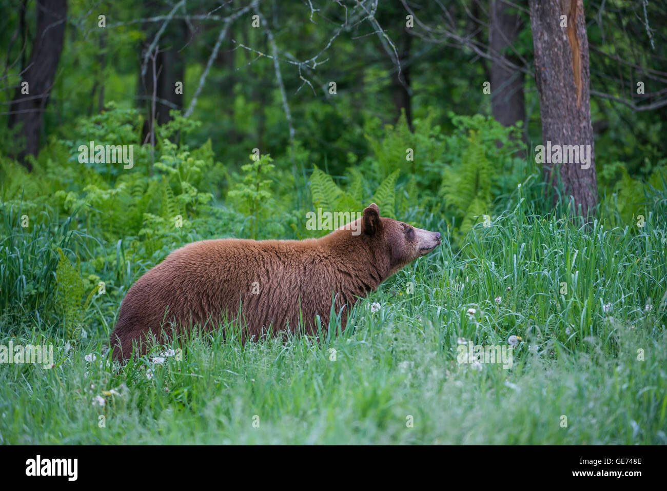 Schwarzer Bär Zimt Erwachsenphase, Urus Americanus am Rande des Waldes, Nordamerika Stockfoto