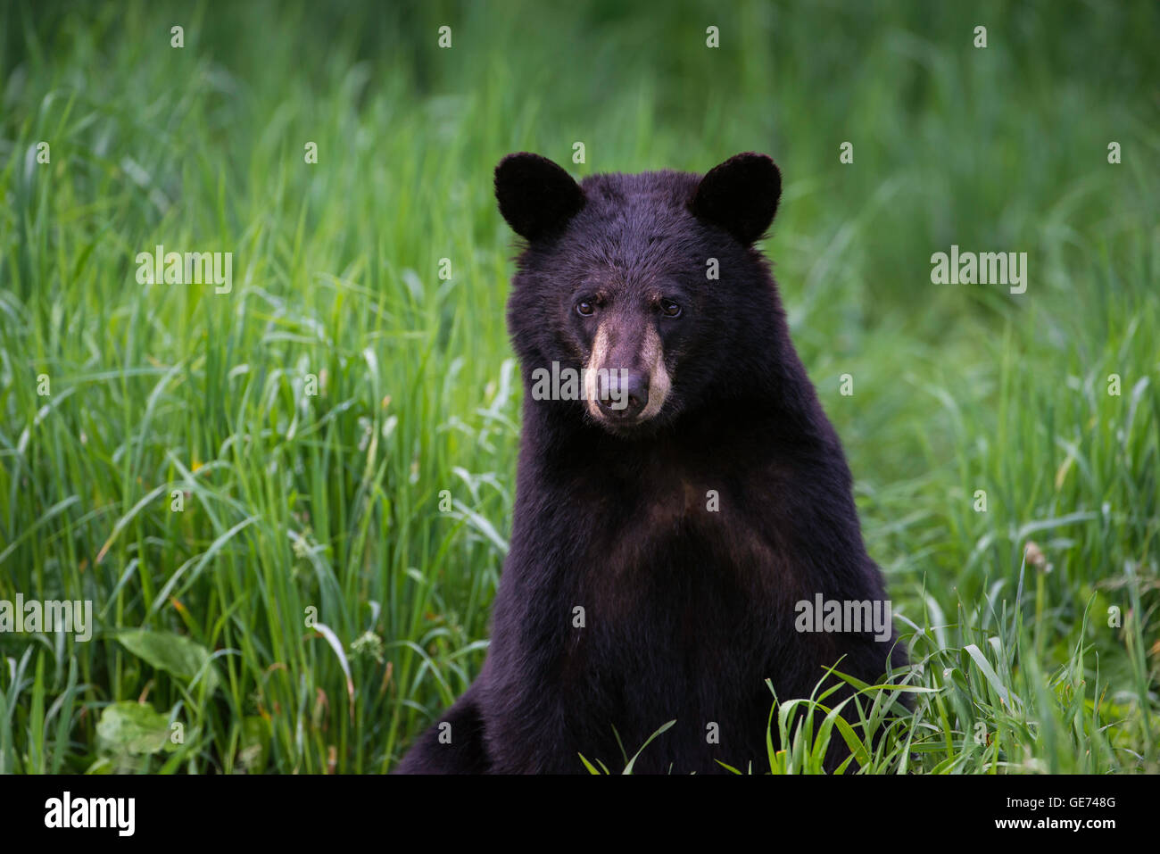 Schwarzer Bär Jährling Urus Americanus, Nordamerika Stockfoto