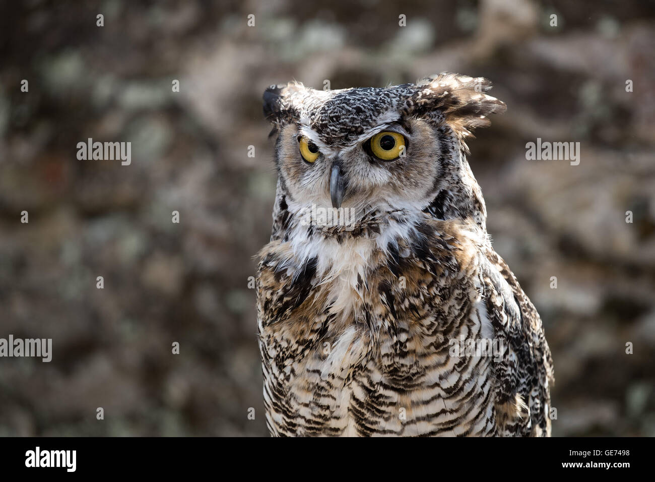 Große gehörnte Eule (Bubo Virginianus), © Jason Richardson / Alamy Live News Stockfoto