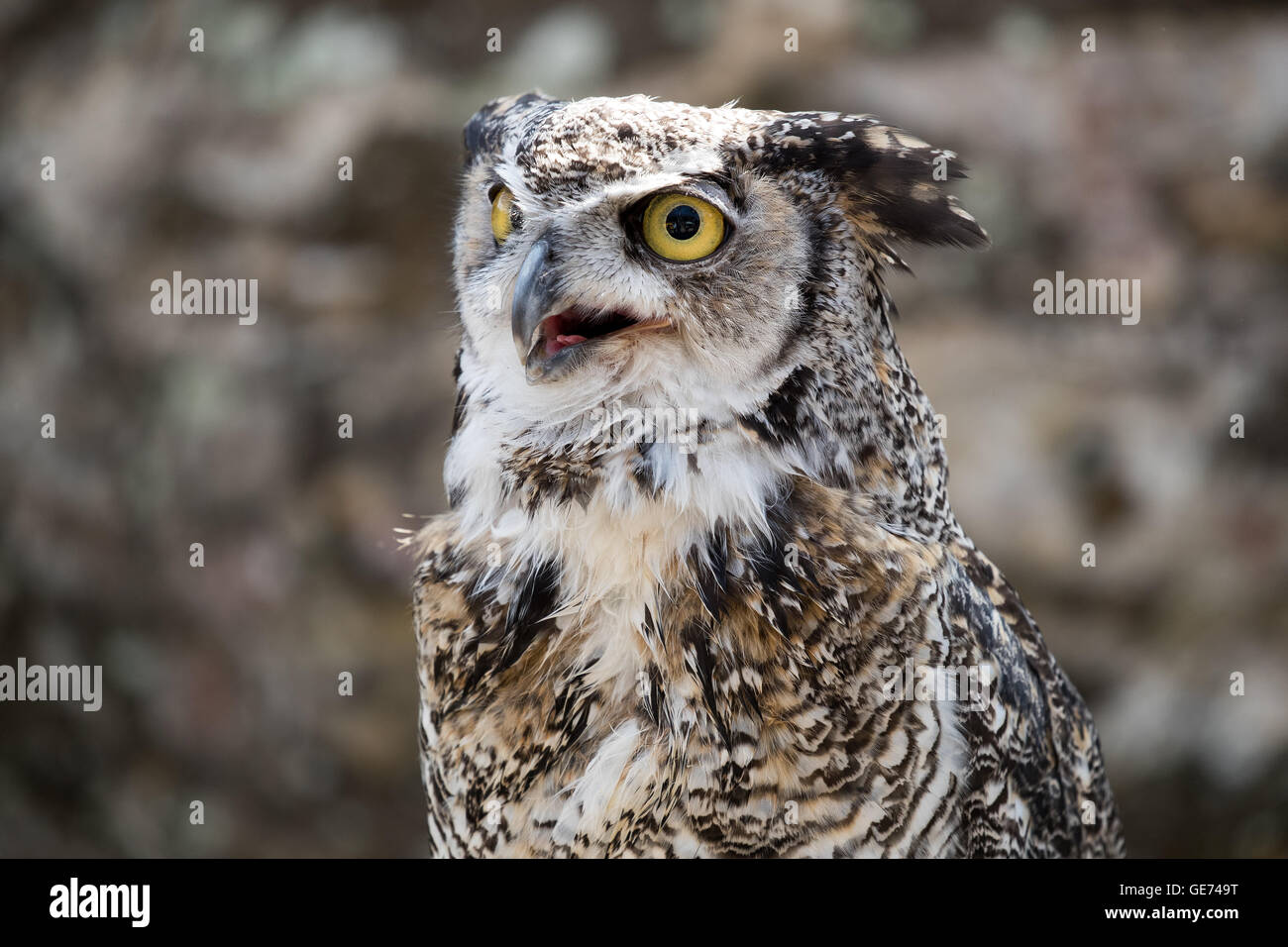 Große gehörnte Eule (Bubo Virginianus), © Jason Richardson / Alamy Live News Stockfoto