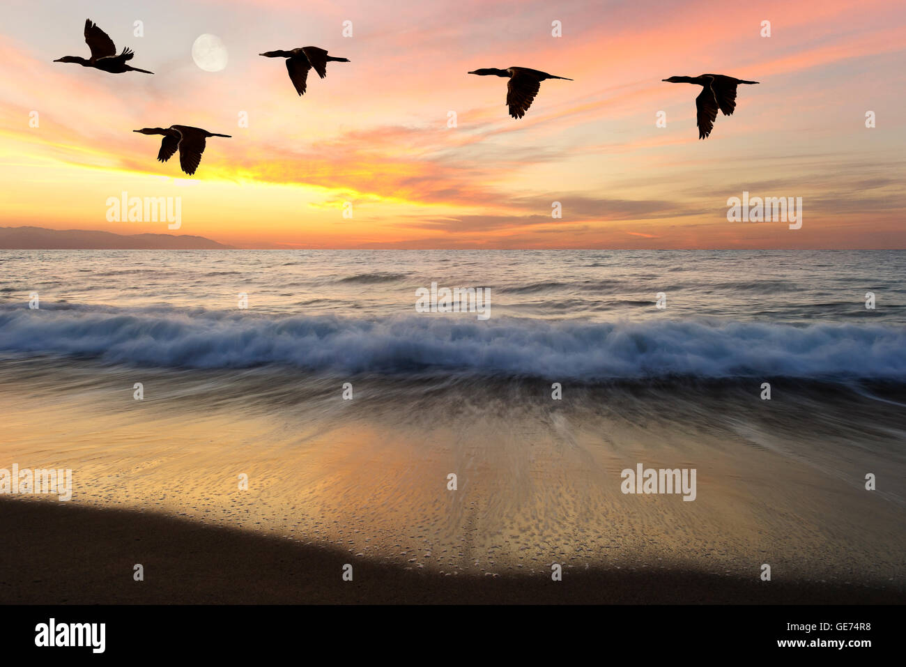 Silhouetten der Vögel ist fünf wunderschöne Vögel fliegen als einer bei Sonnenuntergang als ein Ozean Welle ans Ufer Rollen Stockfoto