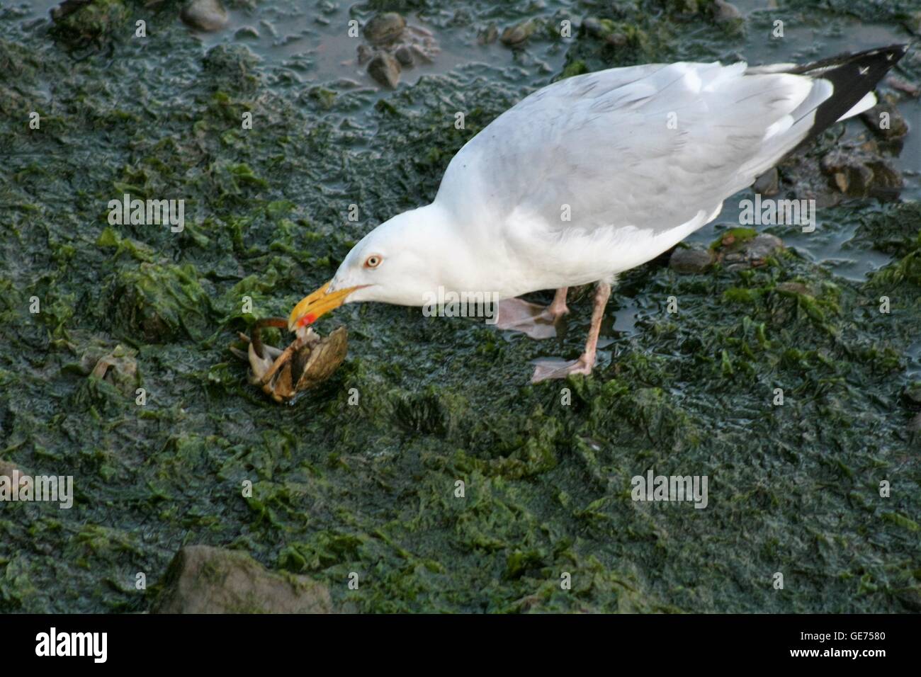 Möwe Essen Krabbe Stockfoto
