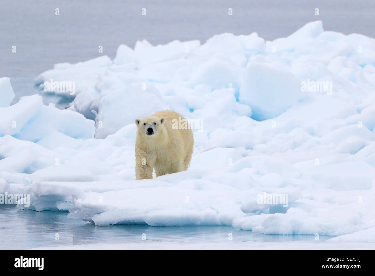 Eisbär auf dem Packeis in der Arktis Stockfoto