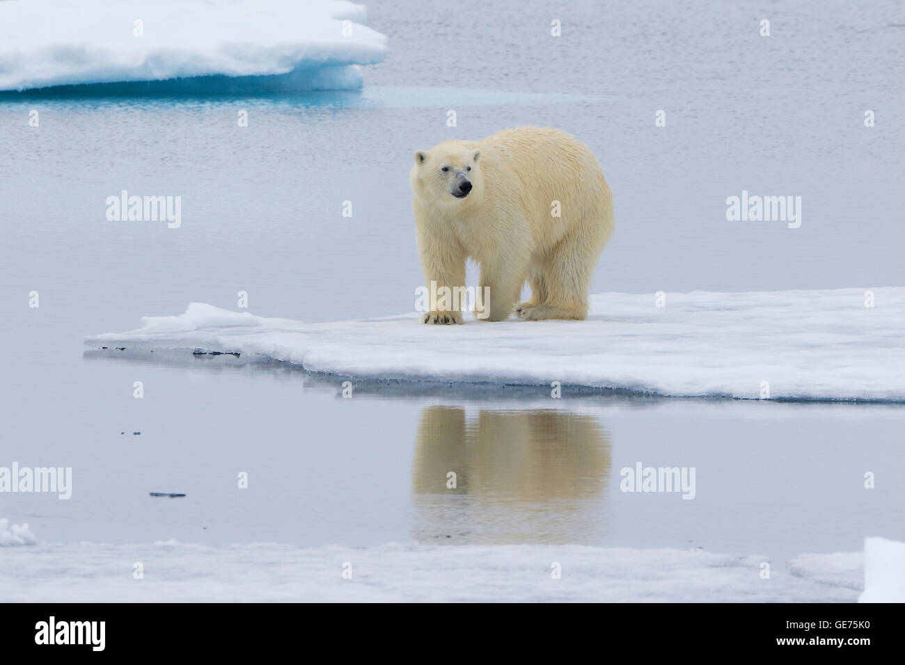 Eisbär auf dem Packeis in der Arktis Stockfoto