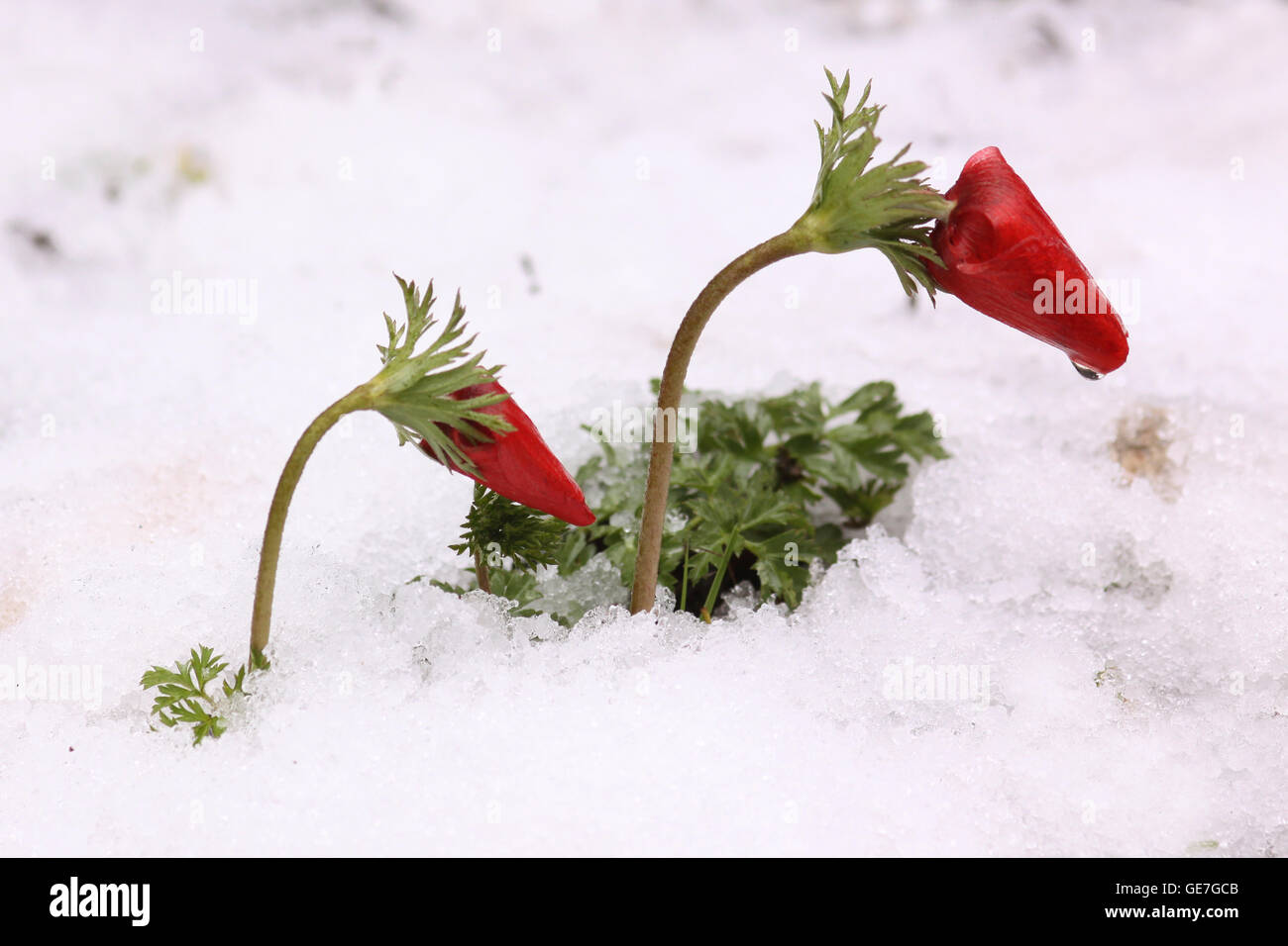 Israel, wächst rote Anemone Coronaria AKA spanischen Ringelblume im Schnee fotografiert in Israel Stockfoto
