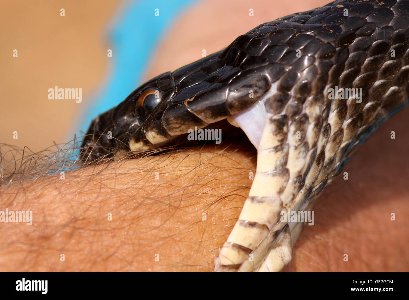 Großen Whipsnake (Coluber Graphik) beißt die Hand von seinem HF fotografiert in Israel im Mai Stockfoto