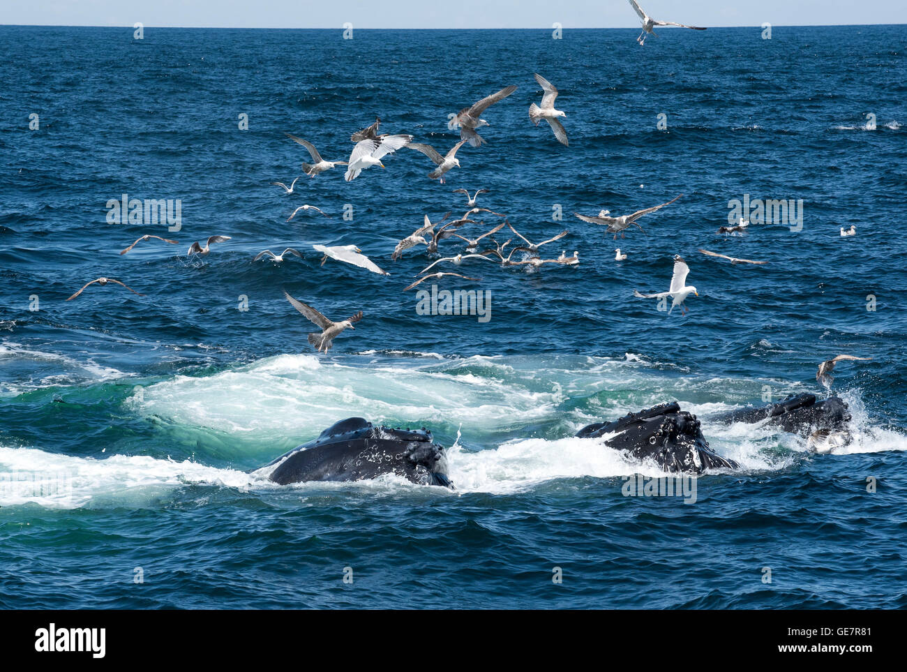 Boston Harbor Whale Watching Abenteuer Stockfoto