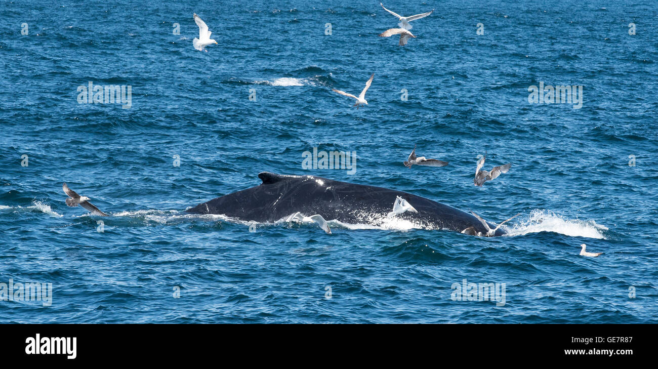 Boston Harbor Whale Watching Abenteuer Stockfoto