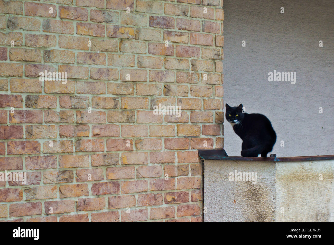 Bicolor Katze sitzt auf einer Wand outdoor Stockfoto