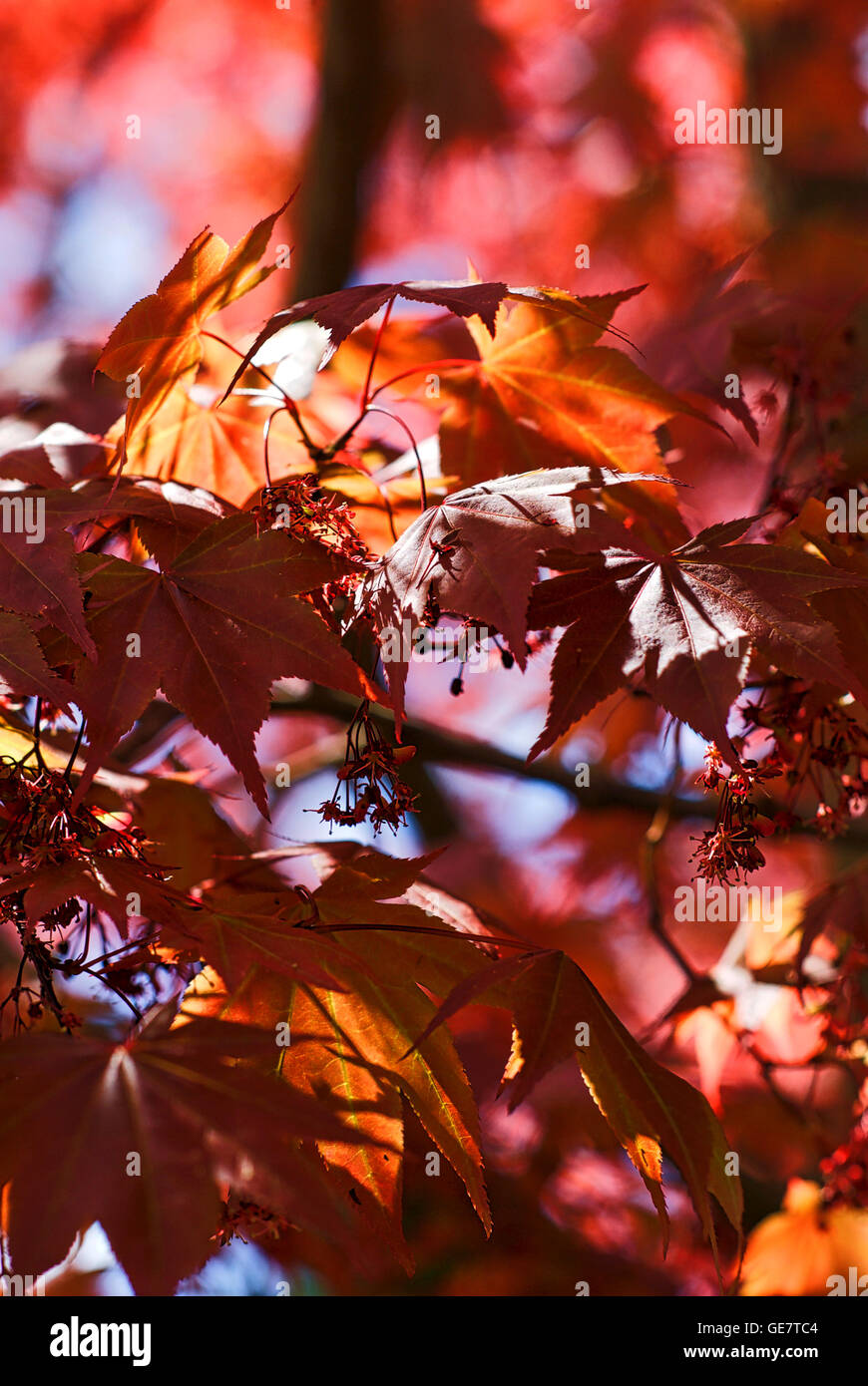 Nahaufnahme der Japanischen Roten Ahorn Blätter im Frühjahr an einem sonnigen Tag. Stockfoto