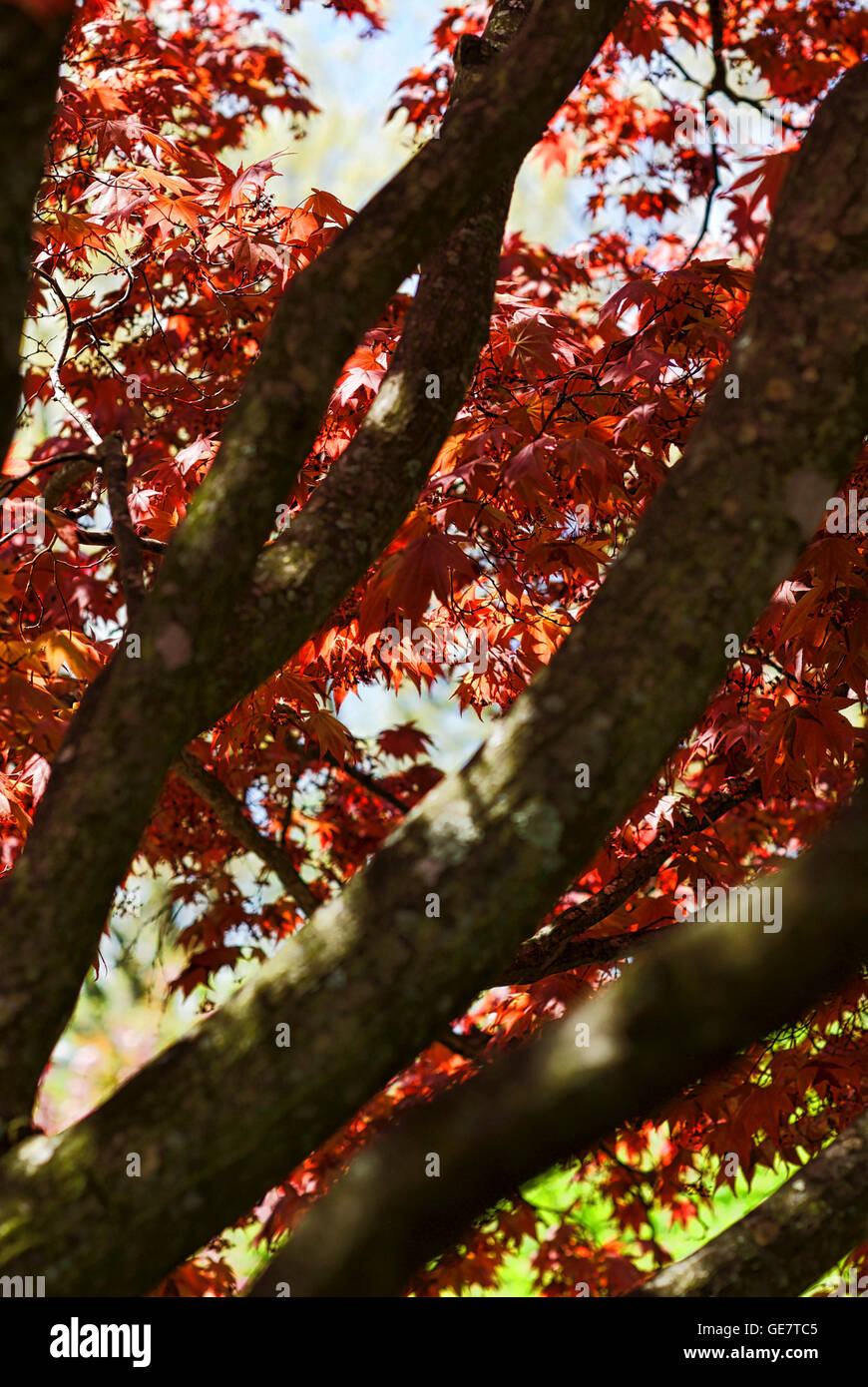 Nahaufnahme der Japanischen Roten Ahorn Blätter im Frühjahr an einem sonnigen Tag. Stockfoto