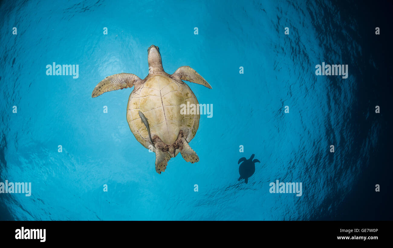 Schildkröten fliegen blauer Himmel Meer hinunter Unterwasser Tauchen Abenteuer PADI Asien Stockfoto