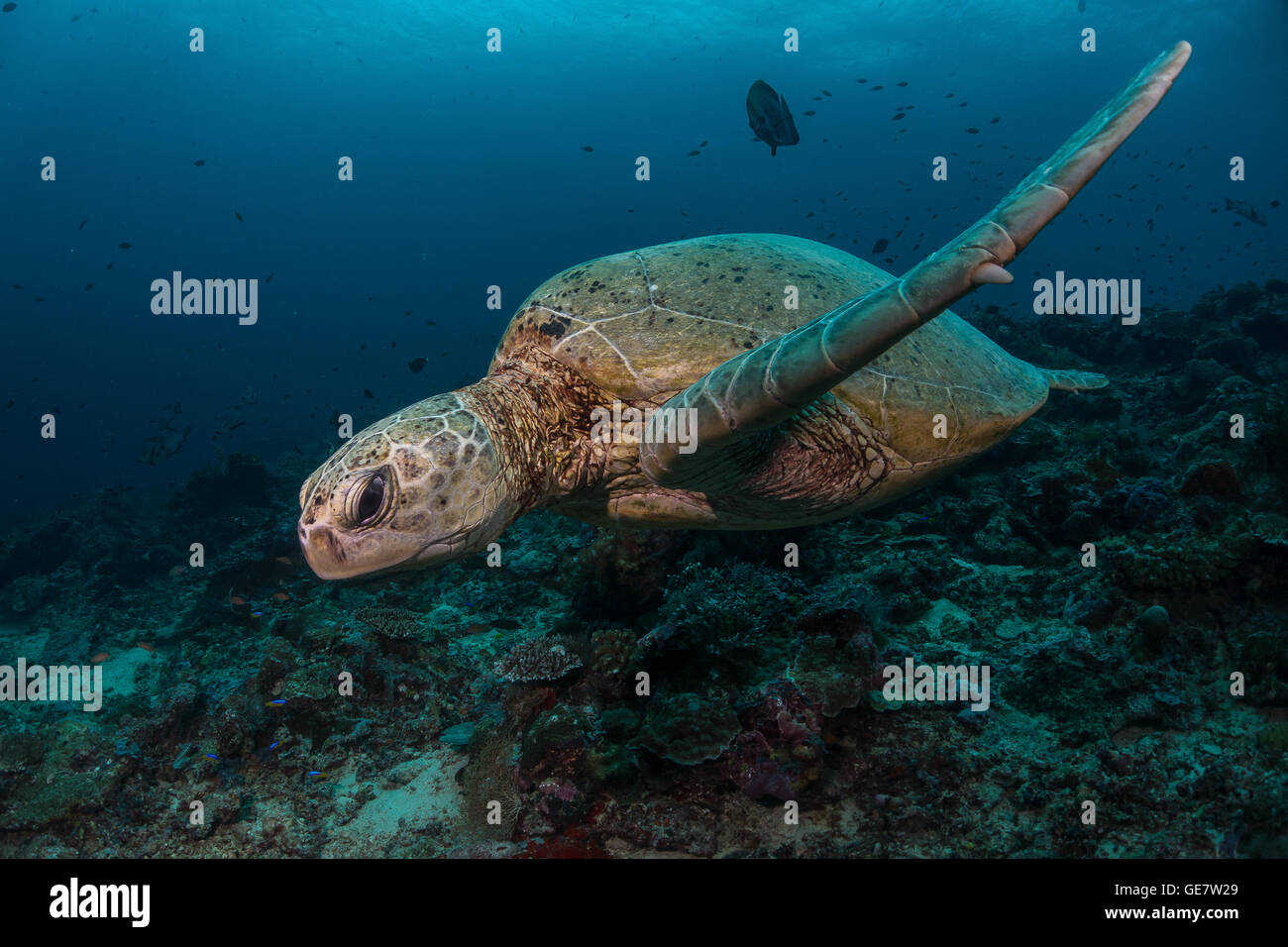 Unterwasser Meer Ozean Schildkröte Wideanlge Korallenriff Tauchen Abenteuer-Tourismus Asien Stockfoto