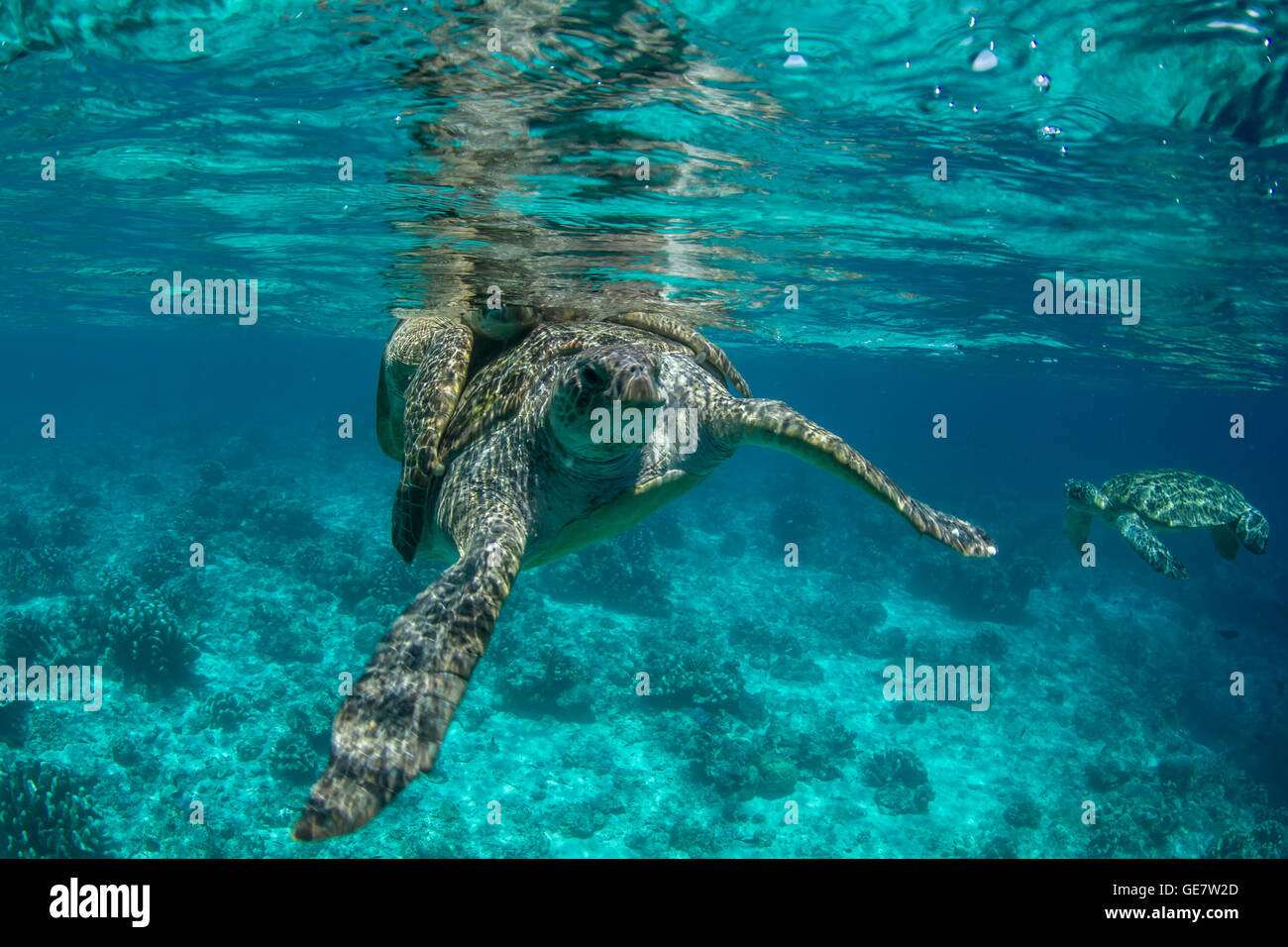 Unterwasser Ozean Meeresschildkröte Paarung Korallenriff Tauchen Abenteuer-Tourismus Asien Stockfoto