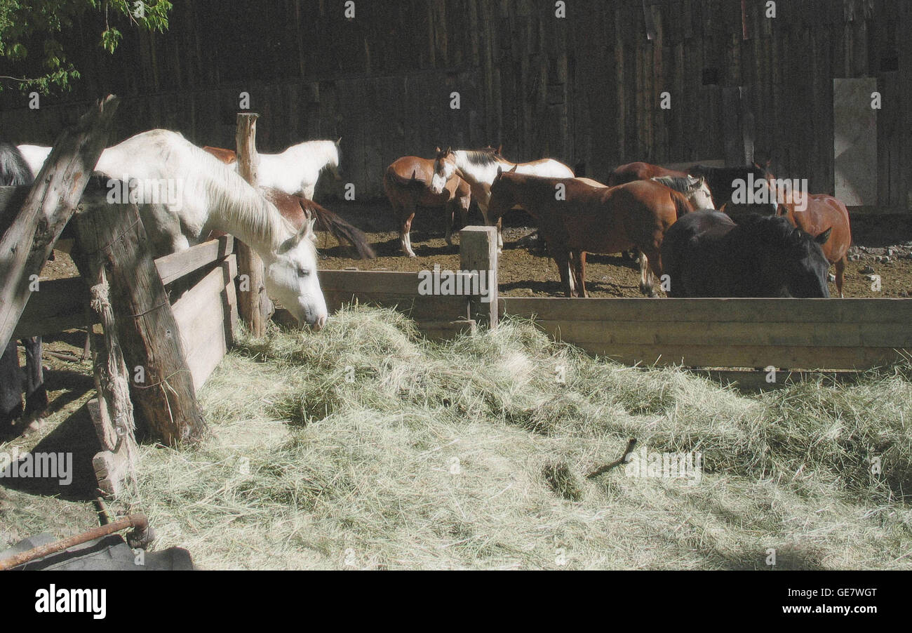 Pferde in einem Gehege auf einer Pferderanch in Ouray, Colorado, USA. Stockfoto