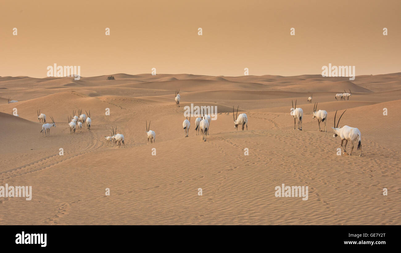 Arabische Oryks bei Sonnenuntergang - Al Maha Desert Resort & Wildlife Reserve Stockfoto