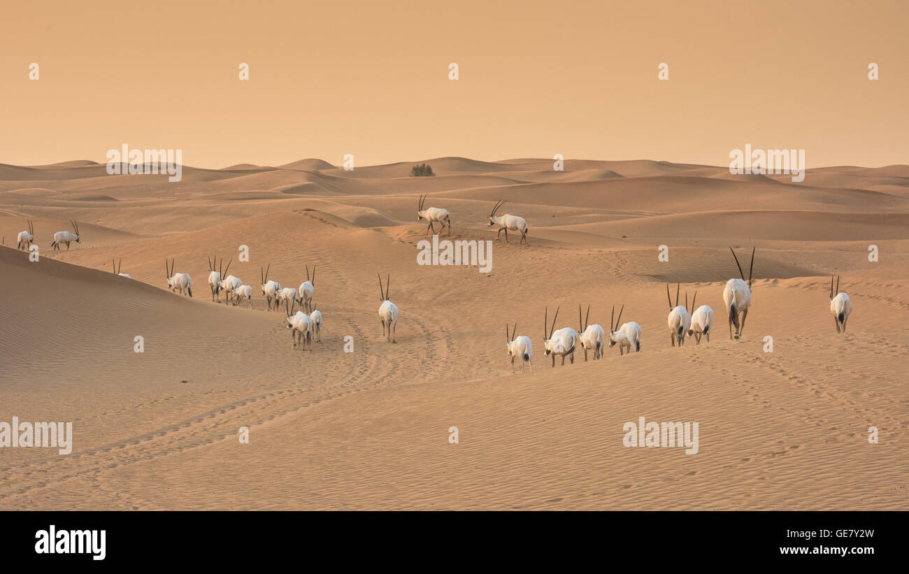 Arabische Oryks bei Sonnenuntergang - Al Maha Desert Resort & Wildlife Reserve Stockfoto