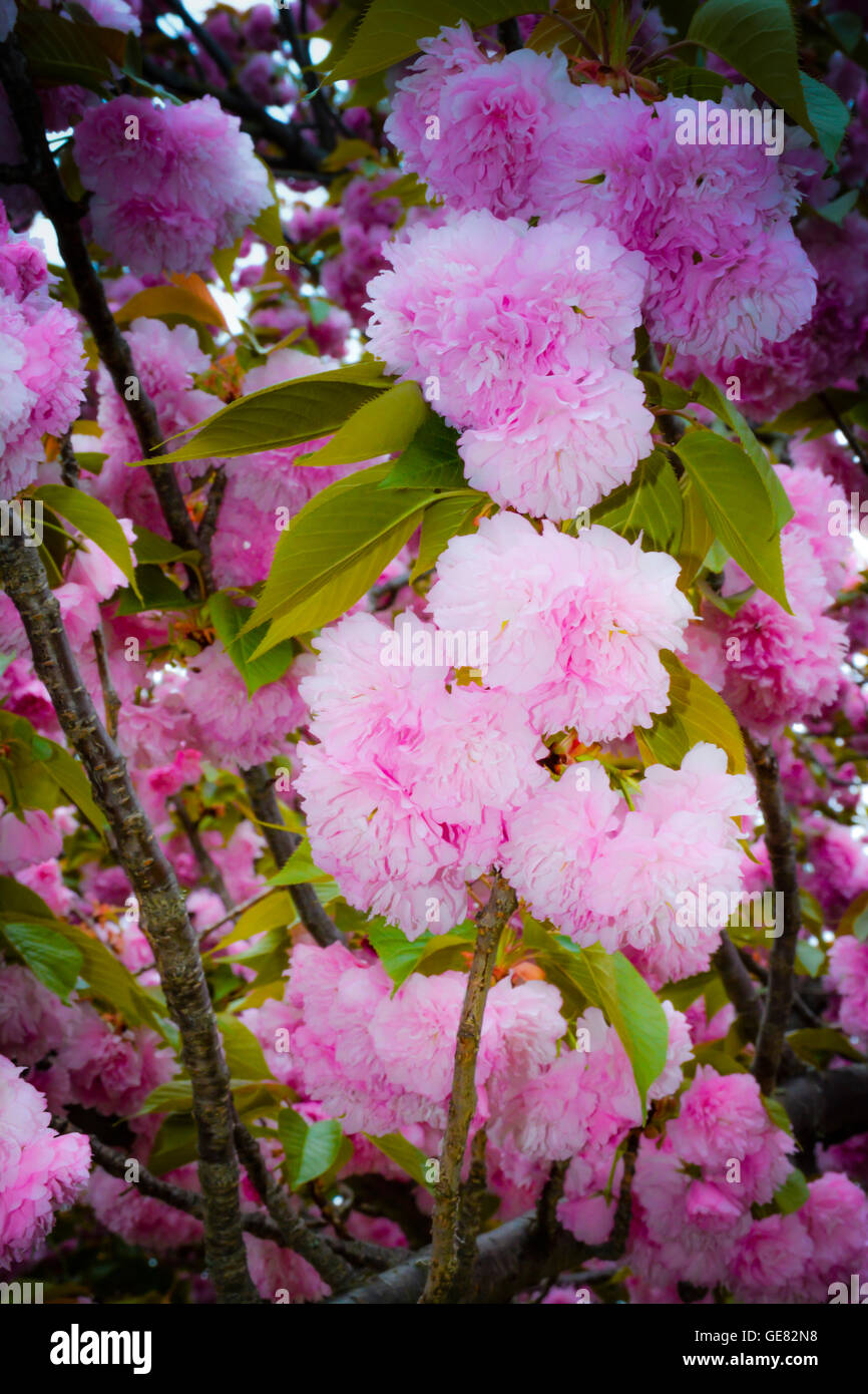 Soft-Fokus Moody Details von rosa Blüten auf Zweigen der Kwanzan Kirschbaum im Frühling blühen Stockfoto