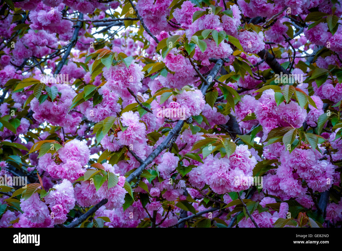 Moody-Details rosa Blüten auf Zweigen der Kwanzan Kirschbaum Stockfoto