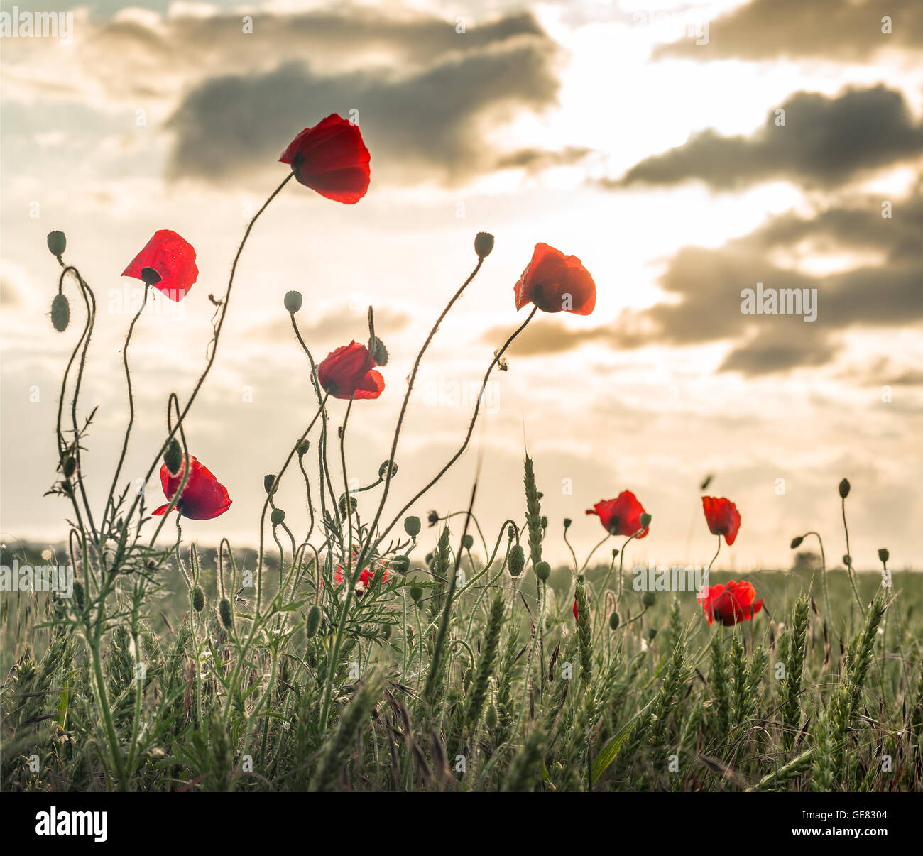 Abend-Mohn Stockfoto