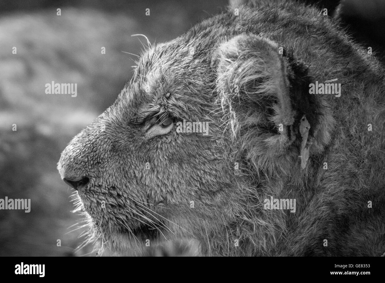 Seitenansicht der ein Löwenjunges in schwarz und weiß in den Kruger National Park, Südafrika. Stockfoto