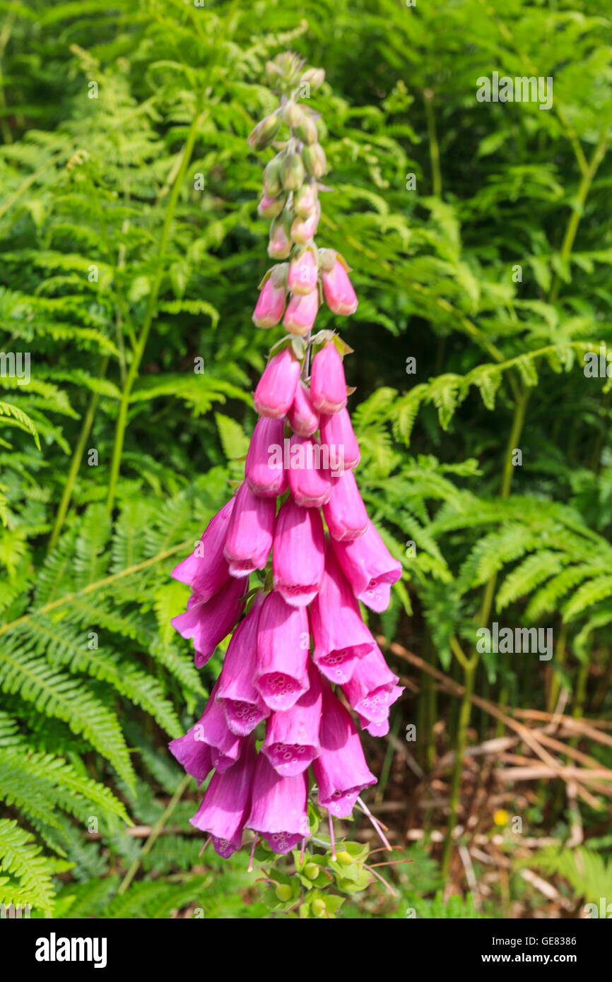 Fingerhut (Digitalis Purpurea) Stockfoto