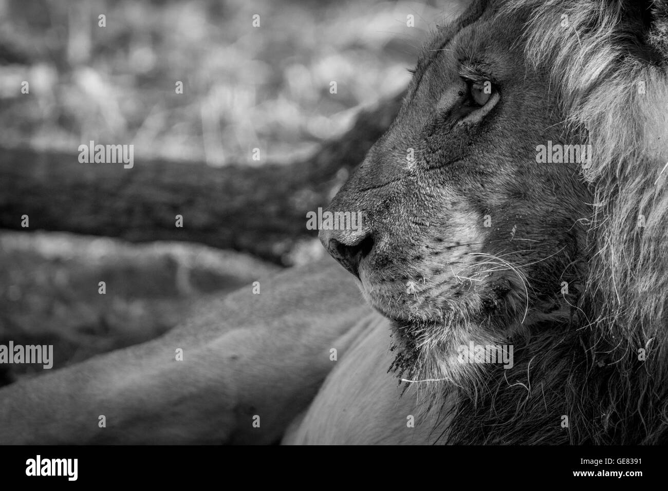 Seitenansicht eines männlichen Löwen in schwarz und weiß in den Kruger National Park, Südafrika. Stockfoto
