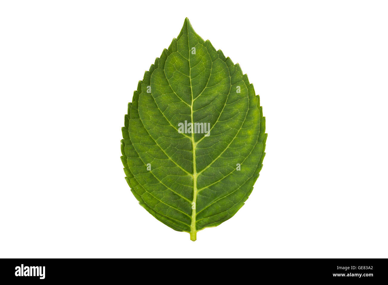 grüne Pflanze Blatt isoliert auf weißem Hintergrund Stockfoto