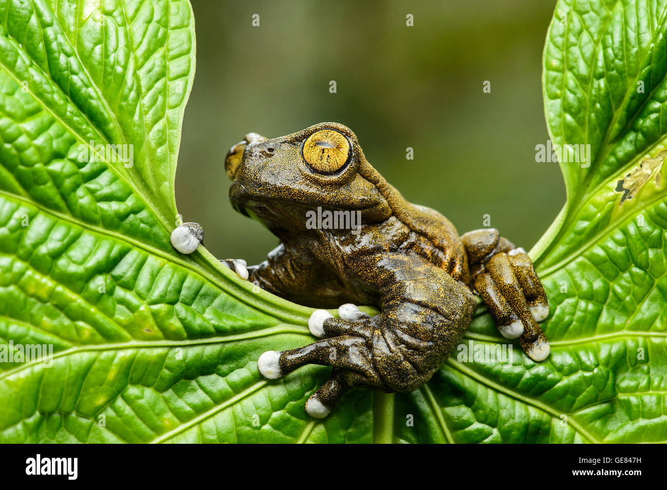Neotropische Treefrog Tapichalaca Torrenteer (Hyloscirtus Tapichalaca), Tapichalaca Nature Reserve, Ecuador Stockfoto