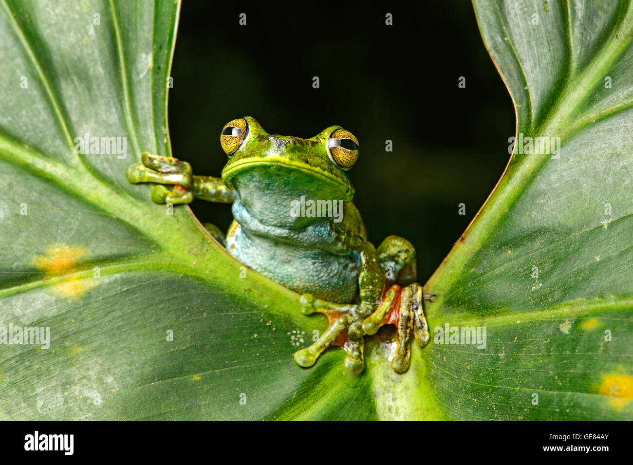 Palm, Treefrog (Hypsiboas Pellucens), Treefrog Familie, Choco Regenwald, Canande River Reserve, Choco Wald, Ecuador Stockfoto