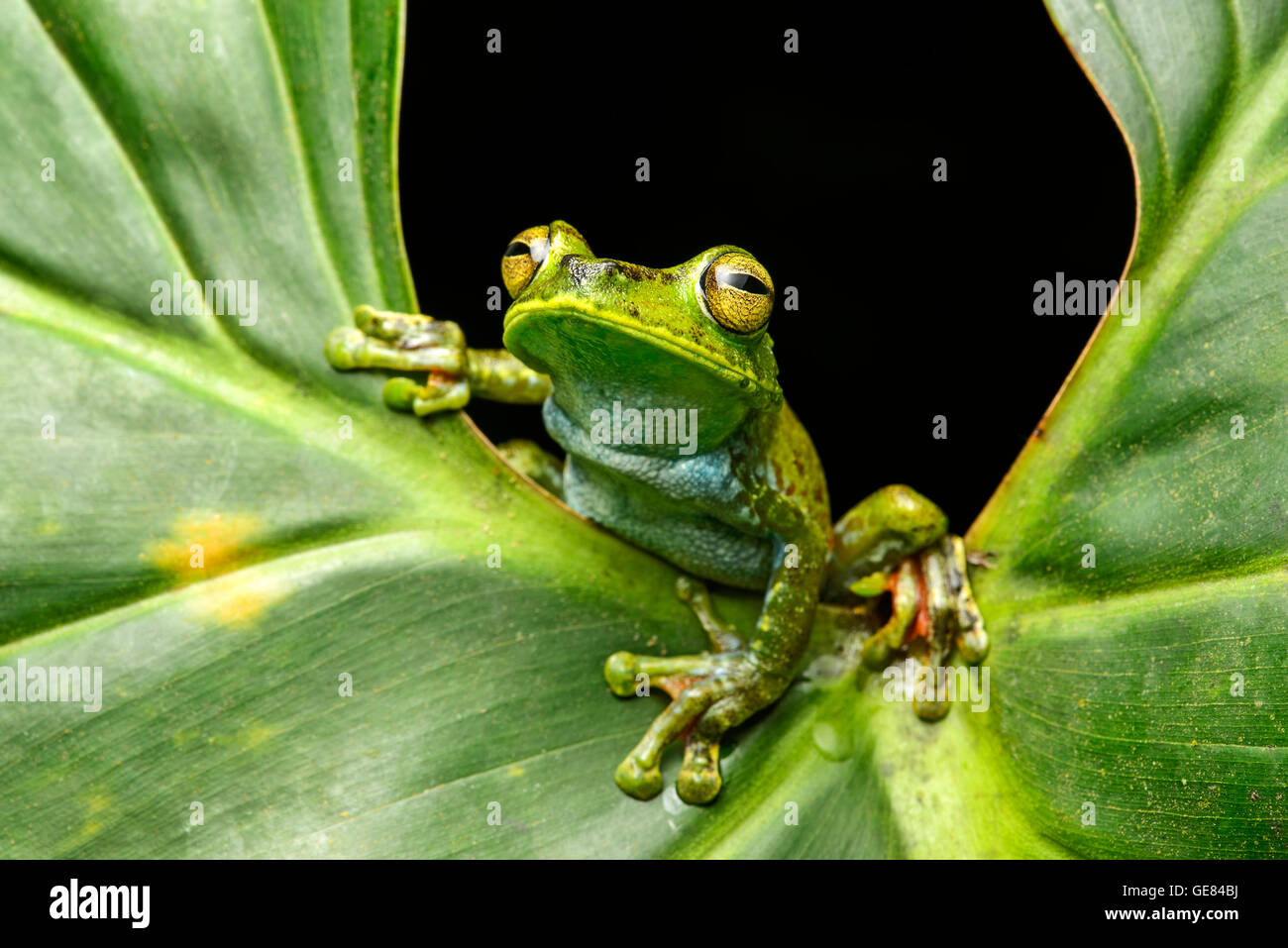 Palm, Treefrog (Hypsiboas Pellucens), Treefrog Familie, Choco Regenwald, Canande River Reserve, Choco Wald, Ecuador Stockfoto