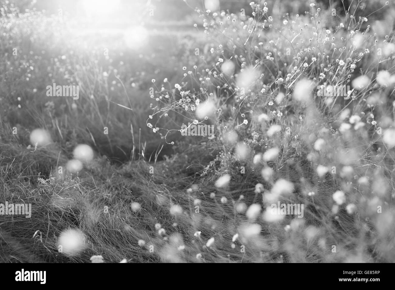 Wiese. wilde Blumen und Pflanzen bei Sonnenuntergang, schwarz und weiß Stockfoto