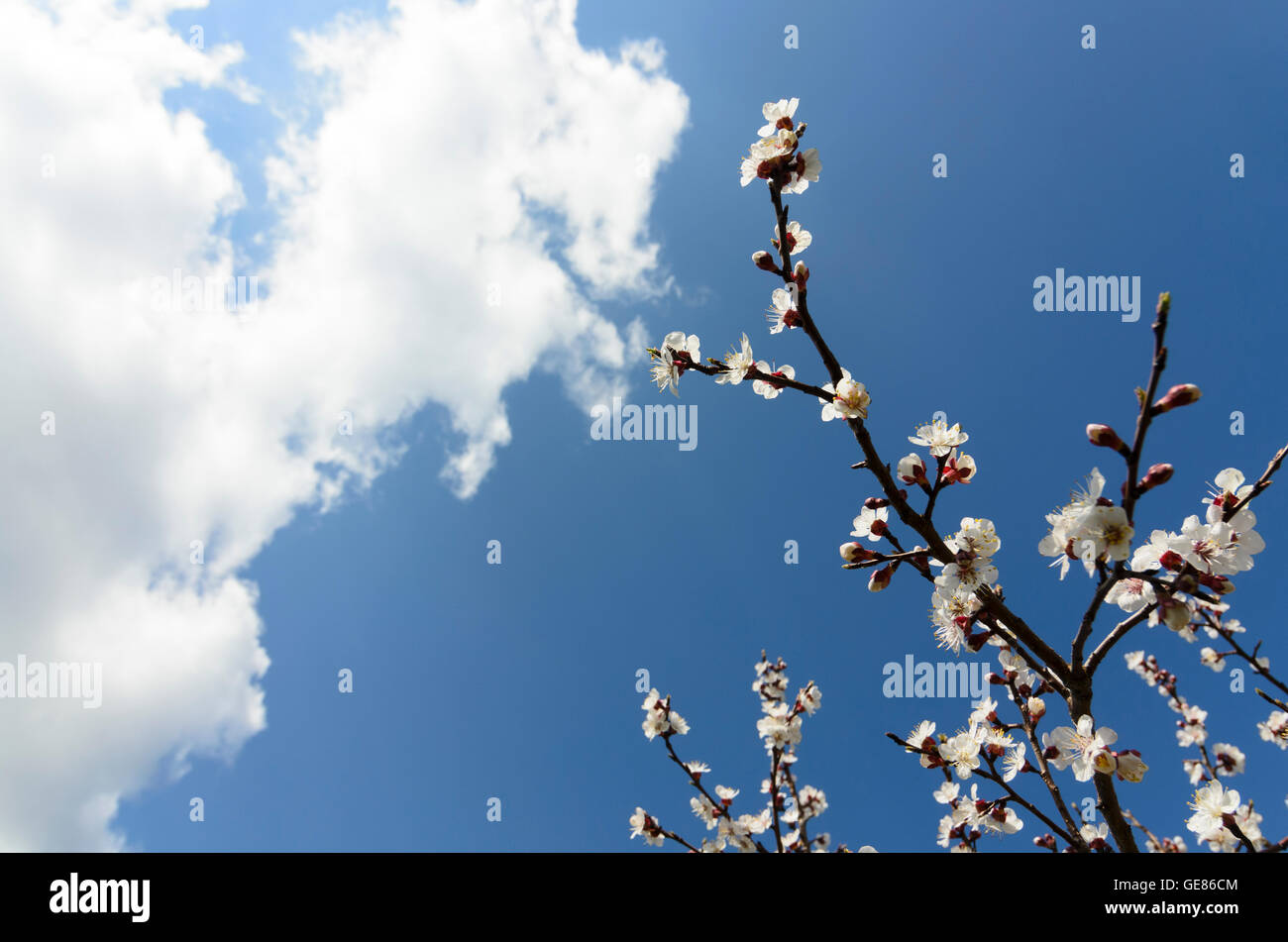 Spitz an der Donau: Aprikose blühenden Baum, Marille, Österreich, Niederösterreich, Niederösterreich, Wachau Stockfoto