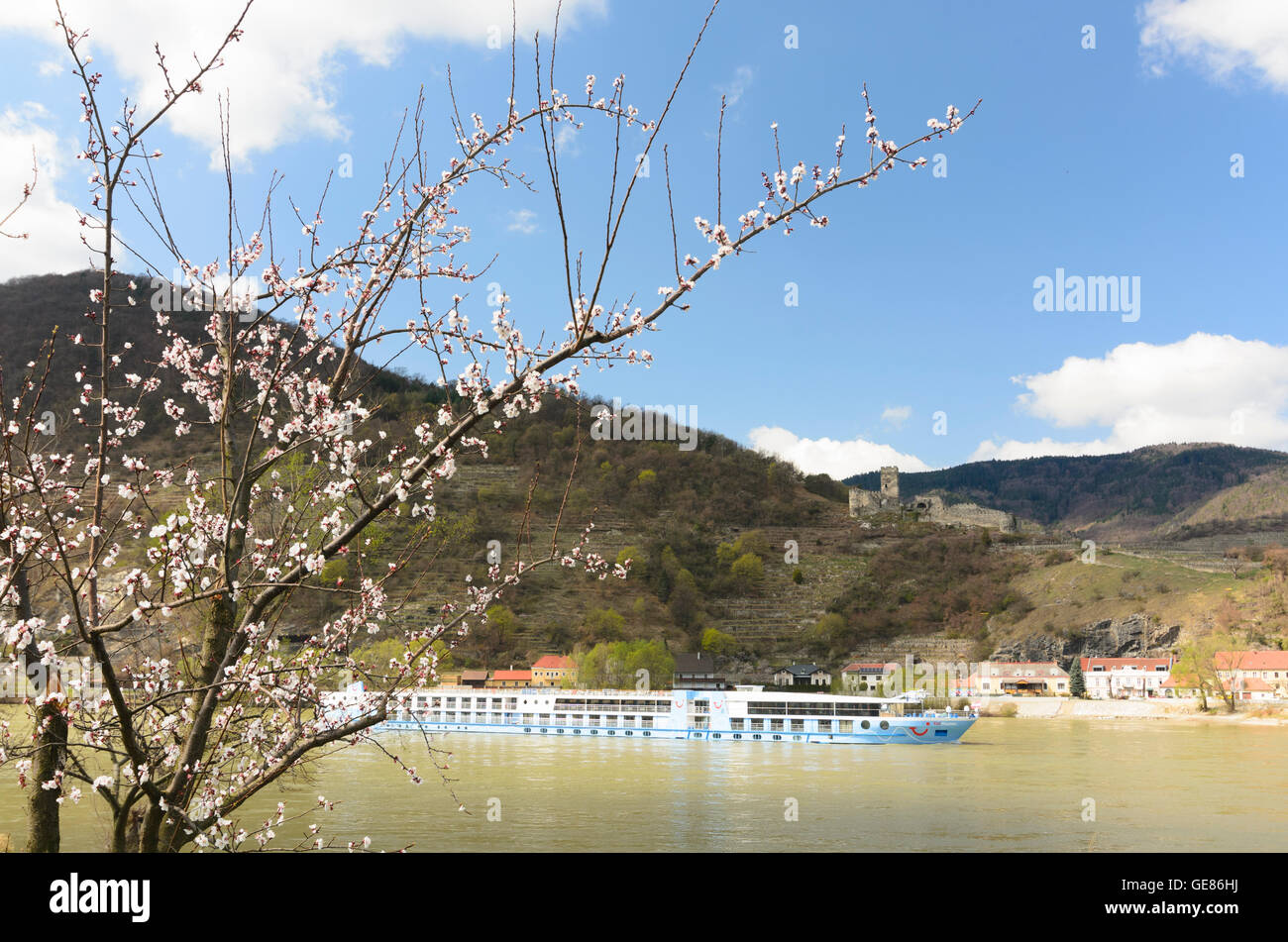 Spitz an der Donau: blühende Aprikose Bäume, Hinterhaus Burg, Donau, Österreich, Niederösterreich, Niederösterreich, Wachau Stockfoto