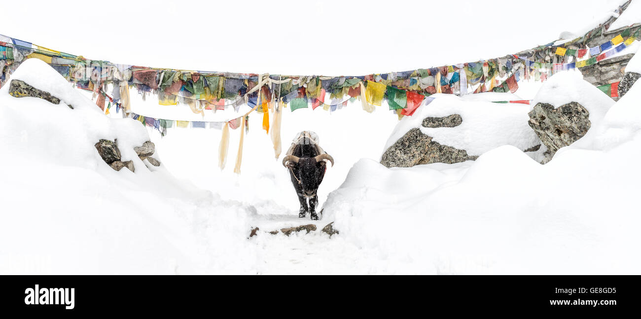 Nepal, Himalaya, Solo Khumbu, Ama Dablam, yak auf Spuren im Schnee Stockfoto