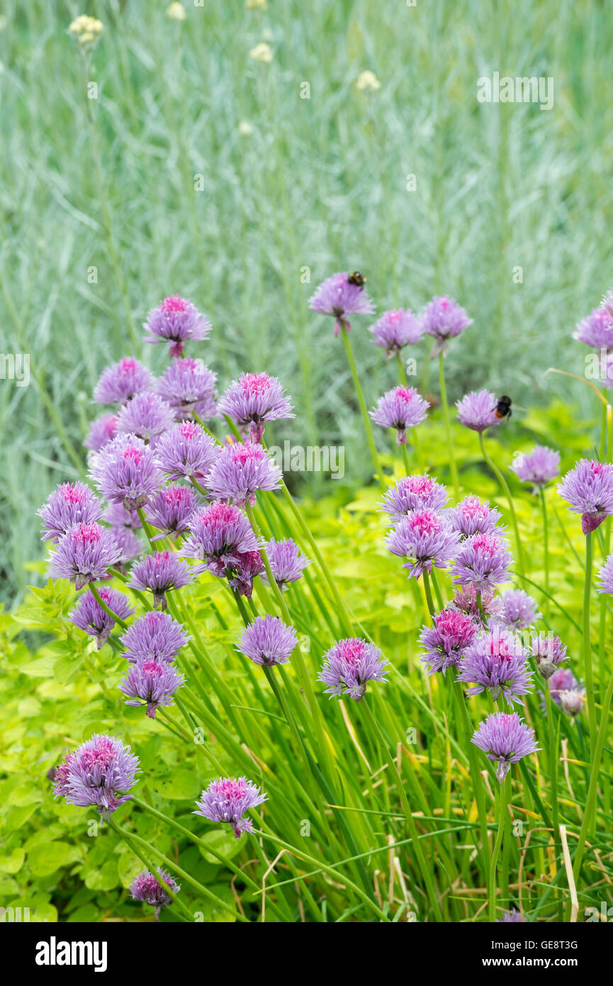 Allium Schoenoprasum. Schnittlauch-Blumen Stockfoto